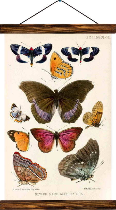 Butterflies, reprint on linen - Josef und Josefine