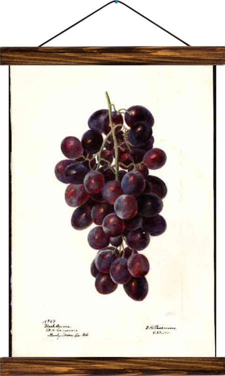 Grapes, reprint on linen - Josef und Josefine