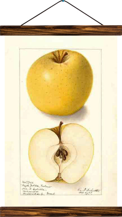 Apple, reprint on linen - Josef und Josefine