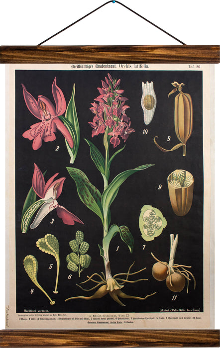 Broad-leafed orchid, reprint on linen