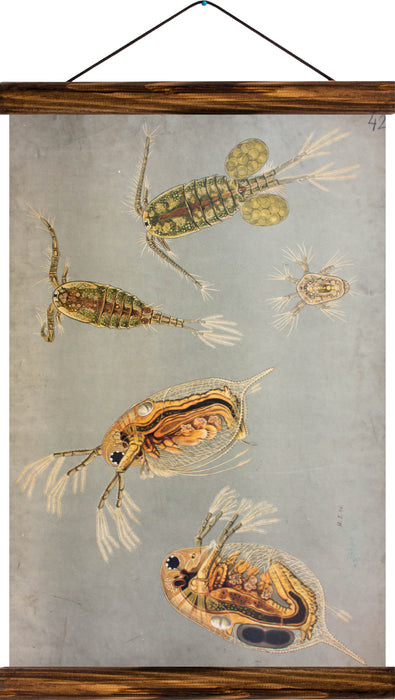 Primeval crabs, reprint on linen