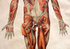 Muscles of the Human Body, Deutsches Hygiene Institute, 1951 - Josef und Josefine