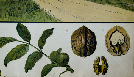 Walnut, Rare Vintage Botanical Wallchart, 1900 - Josef und Josefine