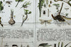 Agriculturally Useful or Harmful Insects, Vintage Wall Chart, 1920 - Josef und Josefine