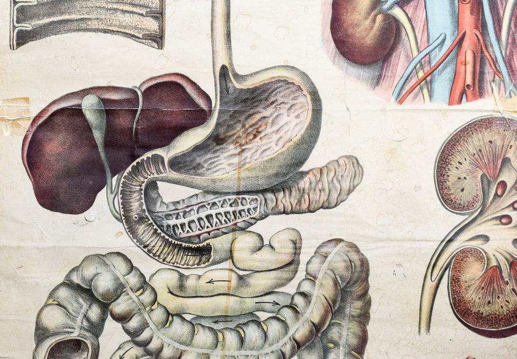 Human Digestive System, Vintage Wall Chart, 1920 - Josef und Josefine