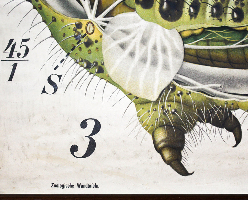 Raupe, Paul Pfurtscheller Zoological Wall Chart, Caterpillar, 1908 - Josef und Josefine