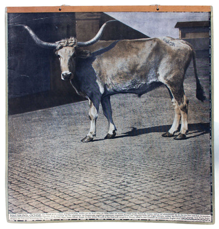 Ochse, ox, Schönbrunn Series, Vintage Wall Chart, 1916 - Josef und Josefine