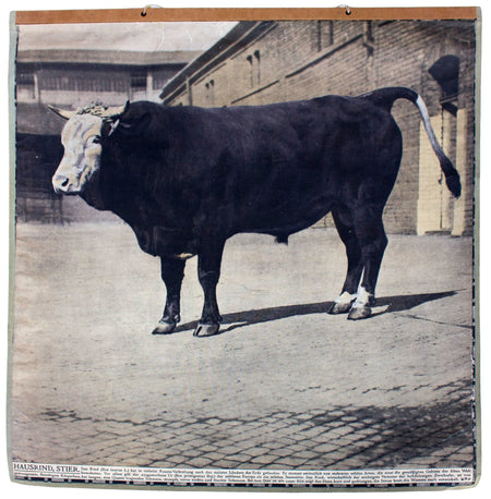 Stier, bull, Schönbrunn Series, Vintage Wall Chart, 1916 - Josef und Josefine