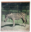 Zebra, zebra, Schönbrunn Series, Vintage Wall Chart, 1916 - Josef und Josefine