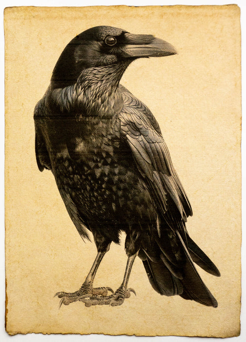 schwarzer Kolkrabe / Corvus corax