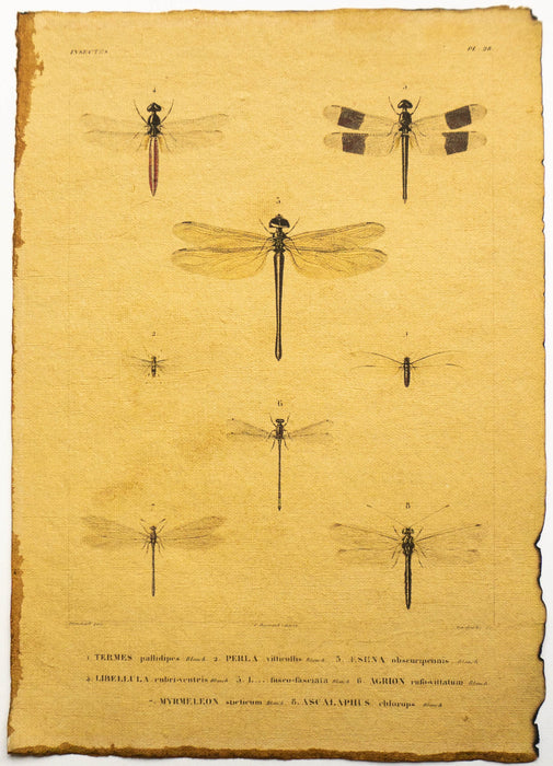 Libellen Arten / Types of Dragonflies