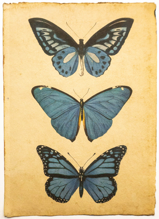 Schmetterlinge / Butterflies