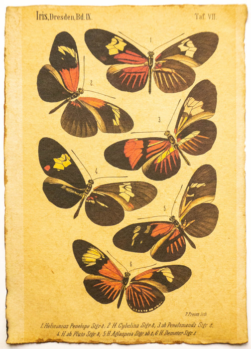 Schmetterlinge / Butterflies