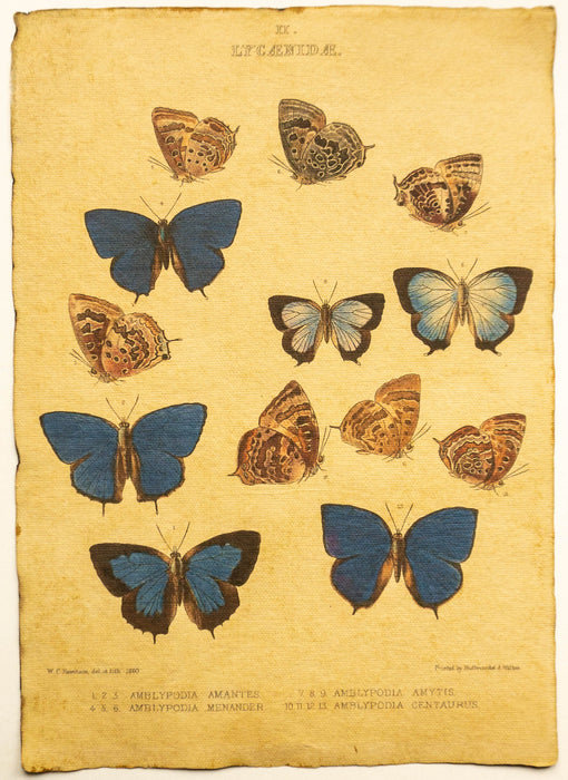 Schmetterlinge / Butterflies