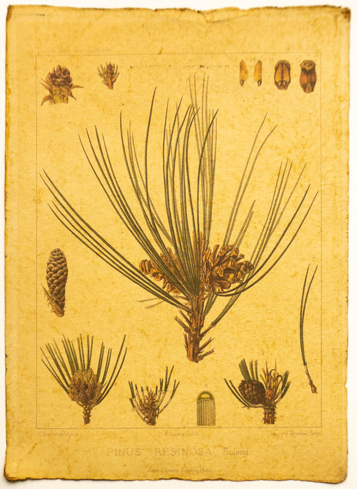 Amerikanische Rot-Kiefer / Pinus Resinosa