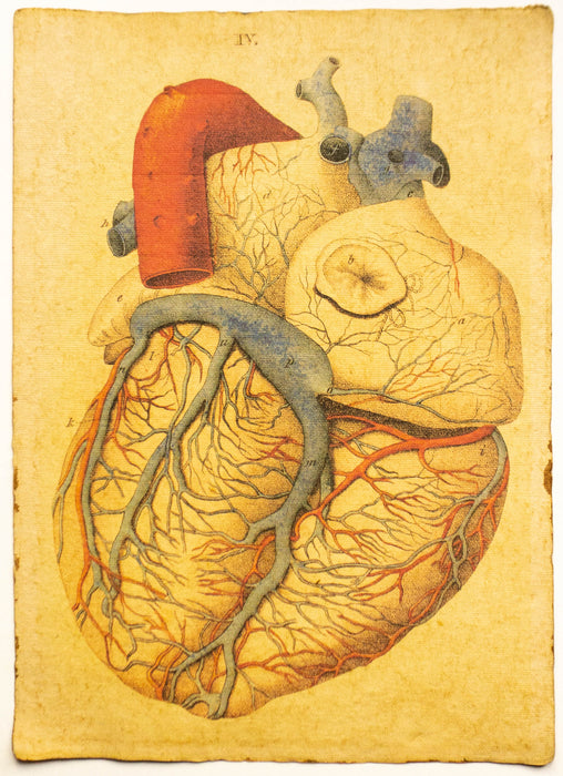 Herz Mensch / Human Heart