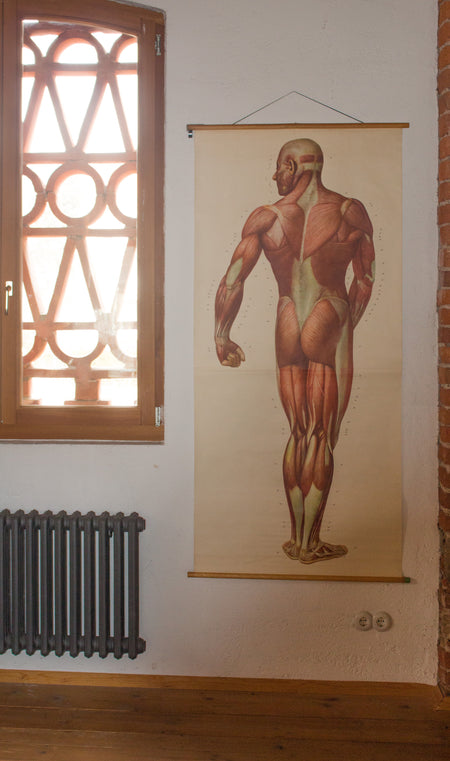Muscles of the Human Body, Deutsches Hygiene Institute, 1948 - Josef und Josefine