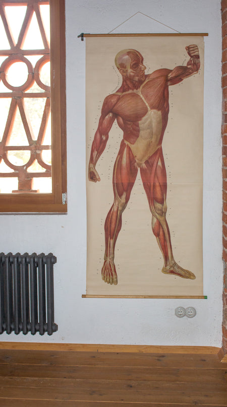 Muscles of the Human Body, Deutsches Hygiene Institute, 1948 - Josef und Josefine