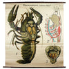 Hummer, Lobster, Paul Pfurtscheller Zoological Wall Chart, Crustacean, 1929 - Josef und Josefine