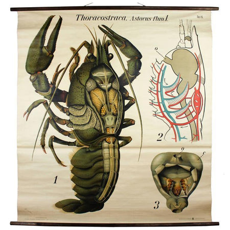 Hummer, Lobster, Paul Pfurtscheller Zoological Wall Chart, Crustacean, 1929 - Josef und Josefine