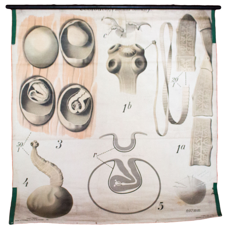 Bandwurm, tapeworm, Paul Pfurtscheller Zoological Wall Chart, , 1903 - Josef und Josefine