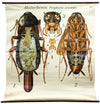 Kakerlake, Küchenschabe, Cockroach Wall Chart by Paul Pfurtscheller, 1920 - Josef und Josefine