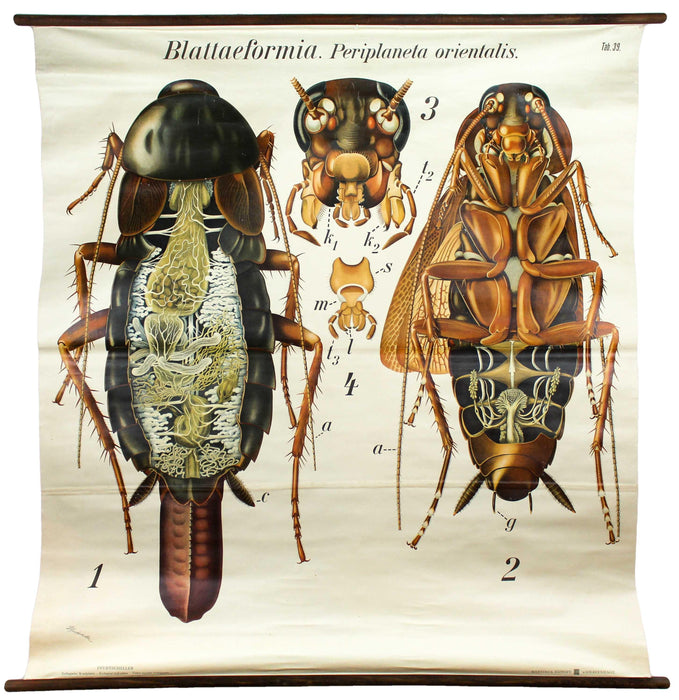 Kakerlake, Küchenschabe, Cockroach Wall Chart by Paul Pfurtscheller, 1920 - Josef und Josefine