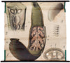 Blutegel, bloodsucker, Paul Pfurtscheller Zoological Wall Chart, , 1905 - Josef und Josefine