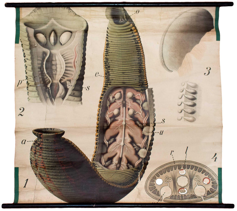 Blutegel, bloodsucker, Paul Pfurtscheller Zoological Wall Chart, , 1905 - Josef und Josefine