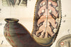 Blutegel, bloodsucker, Paul Pfurtscheller Zoological Wall Chart, , 1905 - Josef und Josefine