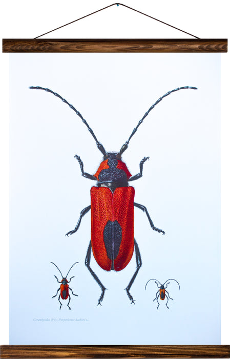 Purpurbock beetle, reprint on linen - Josef und Josefine