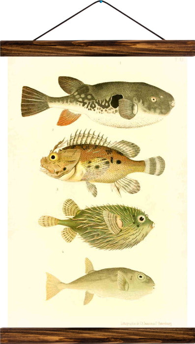 Puffer fish, reprint on linen - Josef und Josefine