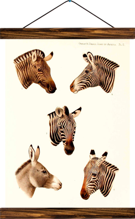 Zebras, reprint on linen - Josef und Josefine