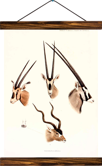 Oryx antilopes, reprint on linen - Josef und Josefine