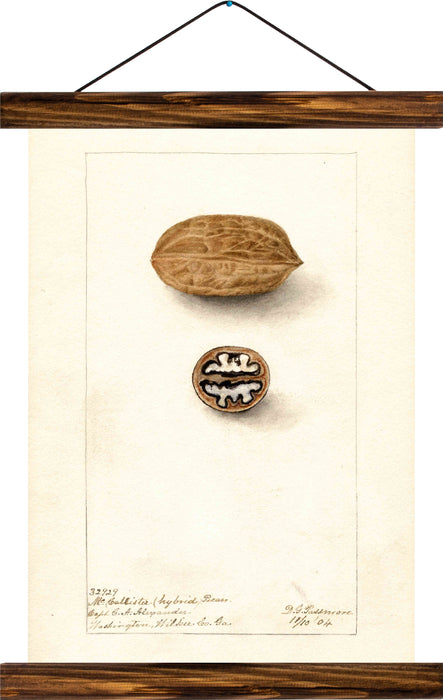 Walnut , reprint on linen - Josef und Josefine