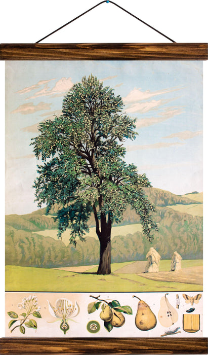 Pear tree, reprint on linen - Josef und Josefine