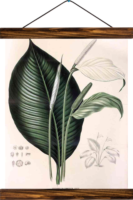 Peace lily, reprint on linen - Josef und Josefine