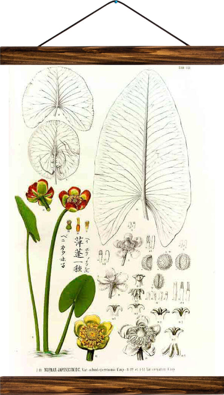 Flower, reprint on linen - Josef und Josefine