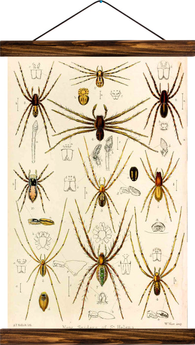 Spiders, reprint on linen - Josef und Josefine