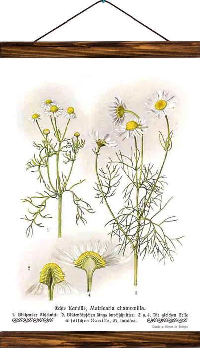 Chamomile, reprint on linen - Josef und Josefine
