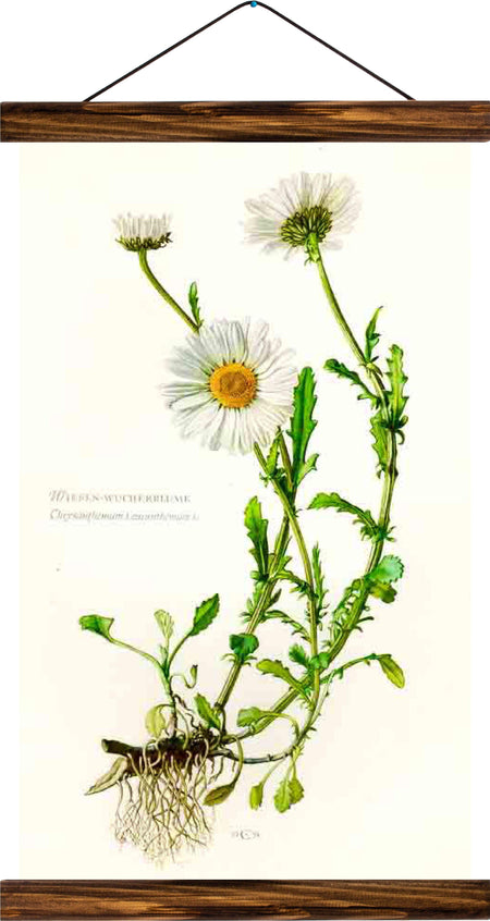 Marguerite daisy, reprint on linen - Josef und Josefine