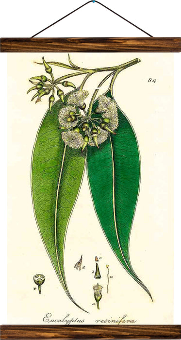 Eucalyptus resinifera, reprint on linen - Josef und Josefine