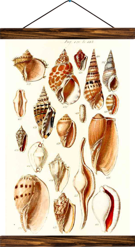 Shells, reprint on linen - Josef und Josefine