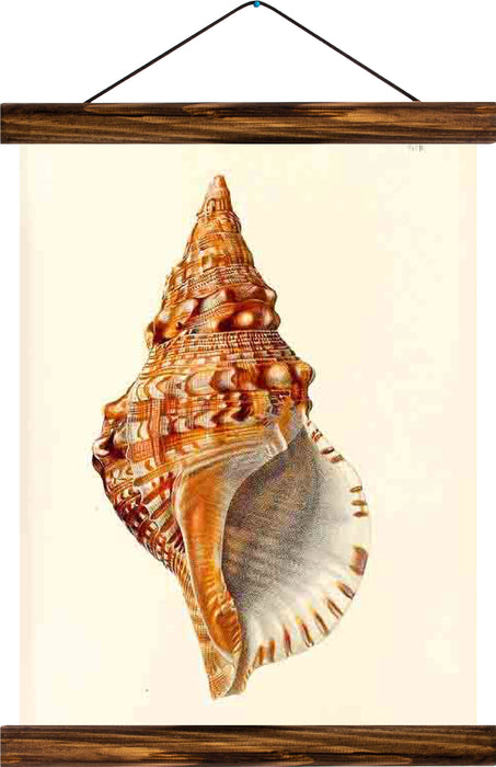 Shell, reprint on linen - Josef und Josefine