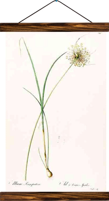 Flower, reprint on linen - Josef und Josefine