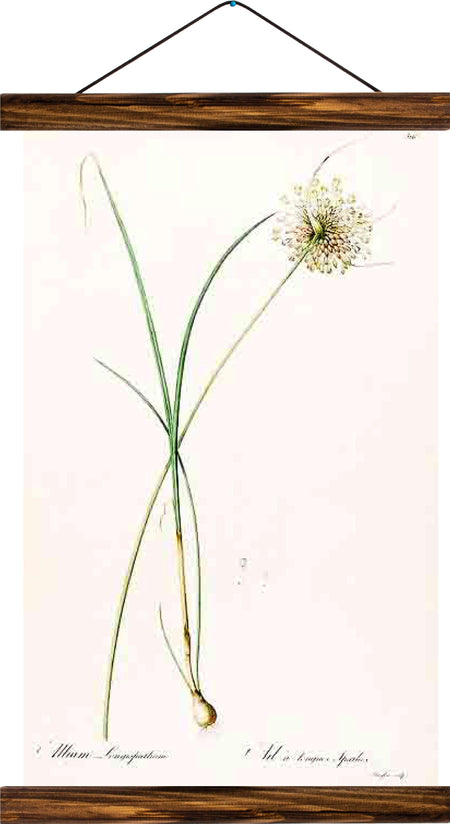 Flower, reprint on linen - Josef und Josefine