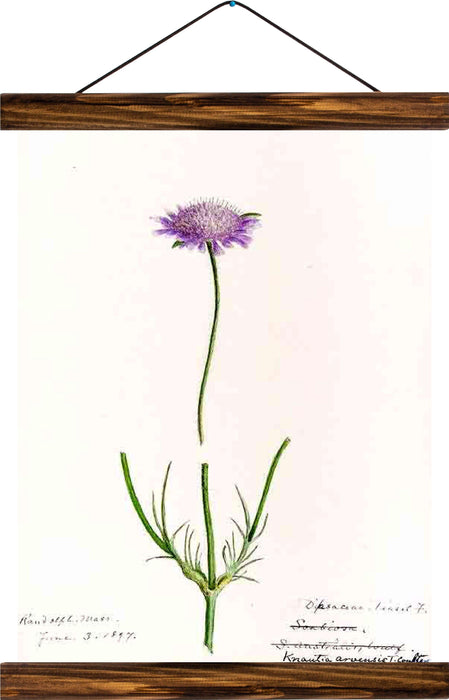 Flower, reprint on linen - Josef und Josefine