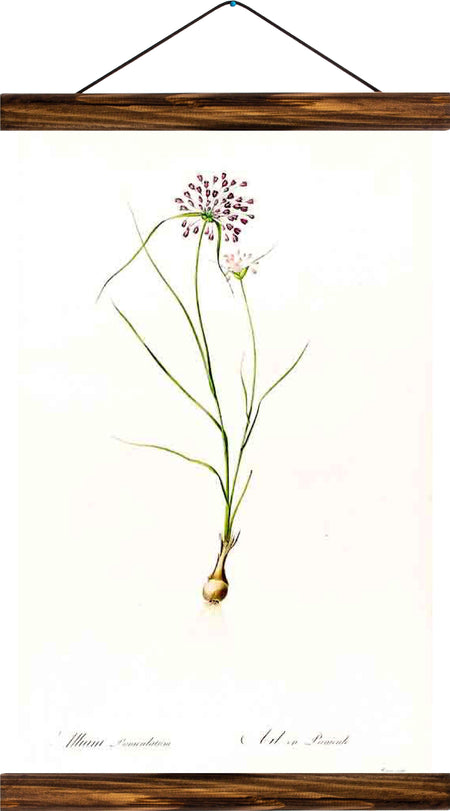 Flower, reprint on linen - Josef und Josefine
