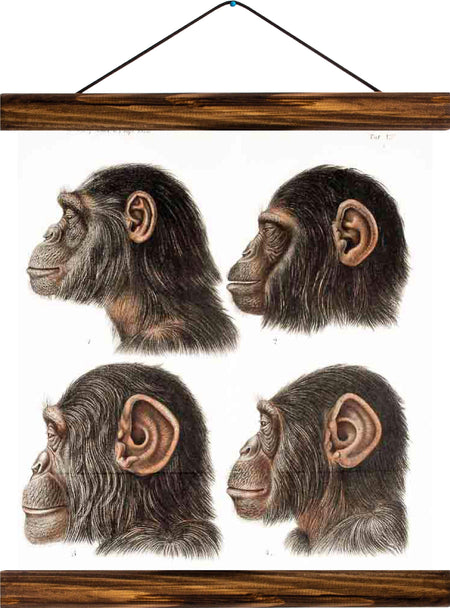 Monkeys, reprint on linen - Josef und Josefine