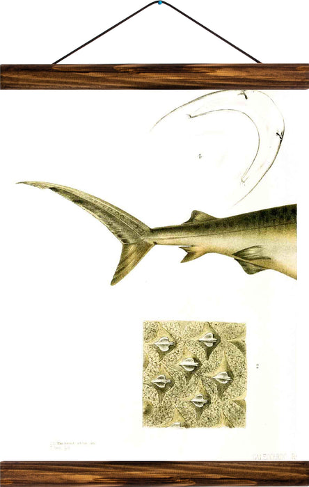 Back half of a shark, reprint on linen - Josef und Josefine